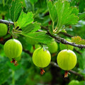Green Gooseberry Berry Bush Live Plant, Berry Plant, 5-10 Inch Tall by AVERAR