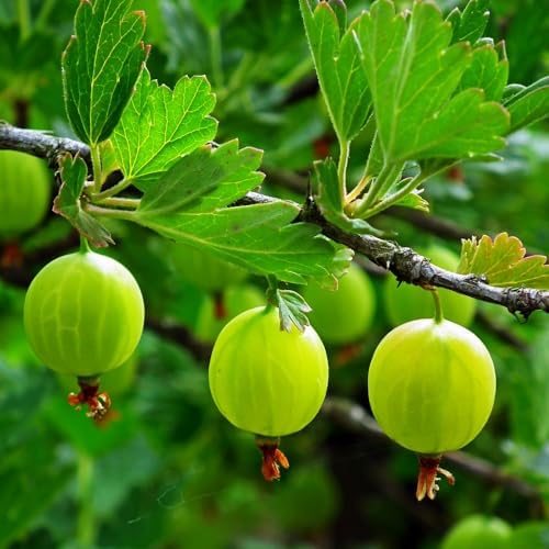 Green Gooseberry Berry Bush Live Plant, Berry Plant, 5-10 Inch Tall by AVERAR
