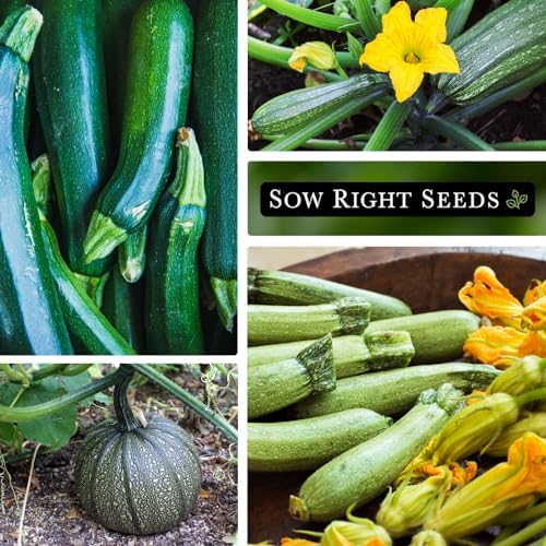 Sow Right Seeds - Zucchini Seed Collection for Planting Summer Squash - Image 5