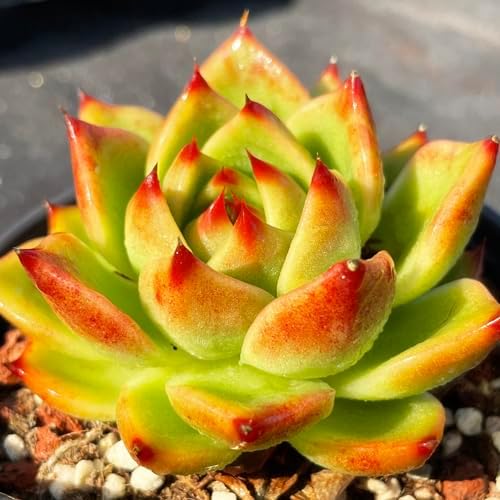 Echeveria Agavoides Blue Dragon Rare Live Succulent Plants, 1 Head Pot Size 2.5" Orange Live Plant, Excludes Pot & Soil, Garden Indoor Office Desk, Party Baby Shower Decor, Gift for Plant Enthusiasts by Unknown