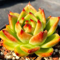 Echeveria Agavoides Blue Dragon Rare Live Succulent Plants, 1 Head Pot Size 2.5" Orange Live Plant, Excludes Pot & Soil, Garden Indoor Office Desk, Party Baby Shower Decor, Gift for Plant Enthusiasts by Unknown