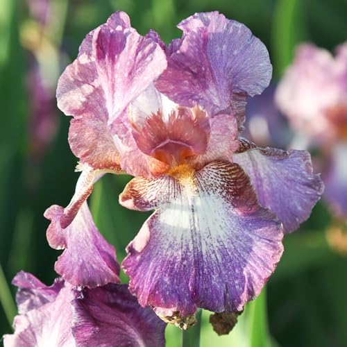Easy to Grow Bearded Iris Wine Festival 9 Plant Bulbs - Multicolor Lavender & Plum Flowers Spring to Fall, Full Sun Low Maintenance Zones 3-10 - Image 4