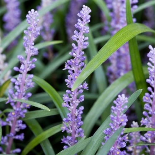 Liriope Emerald Goddess Muscari | 1 Large Trade Gallon Size Plants | Live Drought Tolerant Low Maintenance Evergreen Groundcover Grass - Image 3