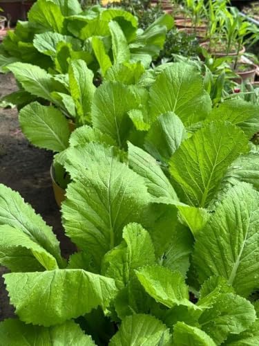 Broadleaf Mustard Green Seeds for Planting - Brassica Juncea by The+Lucky+Stars