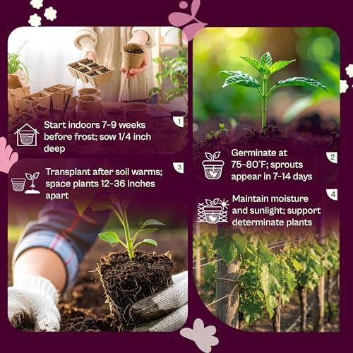 SVI 15 Plus F1 Celebrity Tomato Seeds (Solanum lycopersicum) – Heirloom Tomatoes Seed Packets, Slicing Tomatoes, Tomato Seed – Vegetable Seeds for Outdoor Home Garden Raised Beds, Containers - Image 5