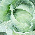 Mountain Valley Seed Co Cabbage Seeds Drumhead 4 g Non-GMO Heirloom Open by MountainValleySeedCompany