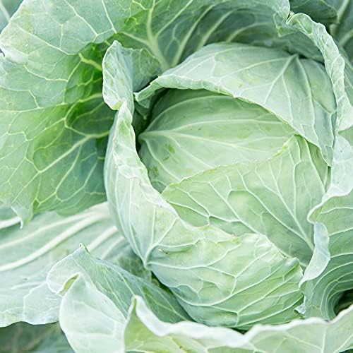 Mountain Valley Seed Co Cabbage Seeds Drumhead 4 g Non-GMO Heirloom Open by MountainValleySeedCompany