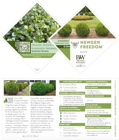 Proven Winners NewGen Freedom Boxwood (Buxus) Live Plant, 4.5" Qt - Image 6