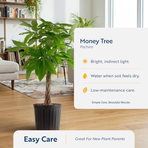 Costa Farms Money Tree, Live Indoor Plant, Braided Trunk, Easy Care - Image 6
