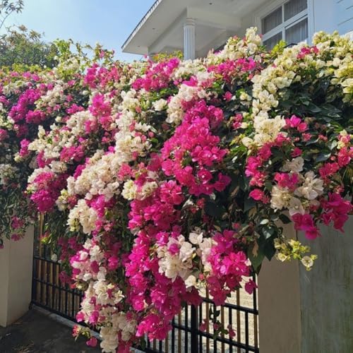 100+ Mix Color Bougainvillea Seeds for Planting Perennial Ornamental Low Maintenance Fast-Growing Drought Tolerant Garden Outdoor - Image 6