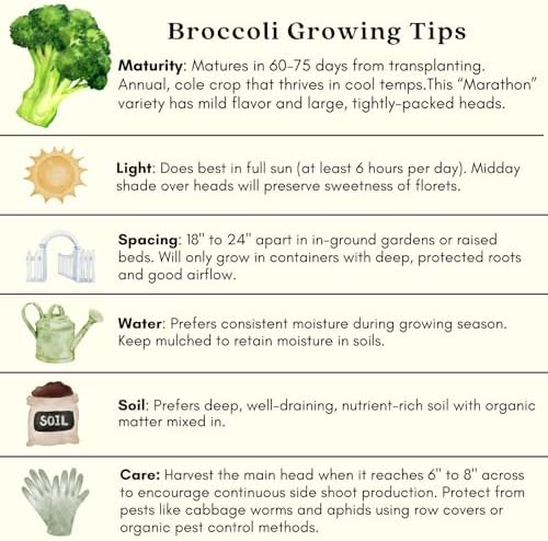 Clovers Garden Broccoli Marathon Plants- Two (2) Live Plants – Non-GMO - Not Seeds - Each 4" to 8" Tall – in 4" Inch Pots - High-Yield, Cold Tolerant - Image 6