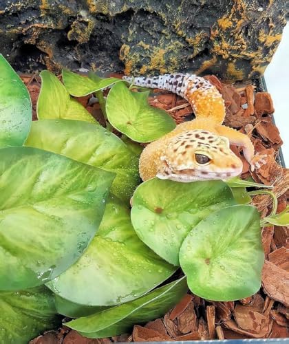 Reptile Plants for Terrarium,Habitat Decor,Hanging Plant with Suction Cup - Image 6