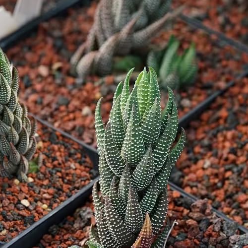 Sprout N Green Haworthia coarctata VAR. adelaidensis Live Succulent Plant - Image 5