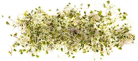 Broccoli Seeds for Sprouting & Microgreens | Calabrese Variety | Non GMO & Heirloom Seeds | Bulk 1 LB Resealable Bag | Rainbow Heirloom Seed Co. - Image 5