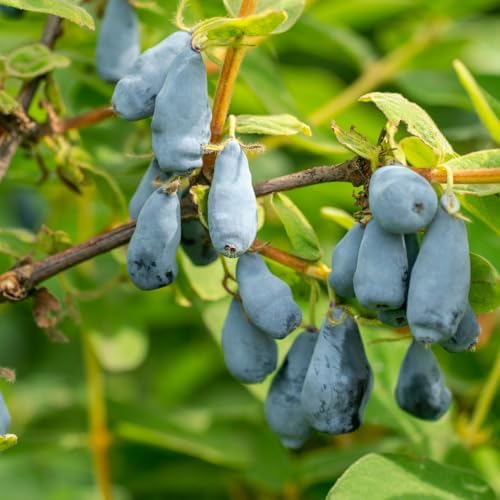 Live Honeyberry Plant, 4 to 6 Inch Tall Blue Honeyberry Starter Plants - Image 2