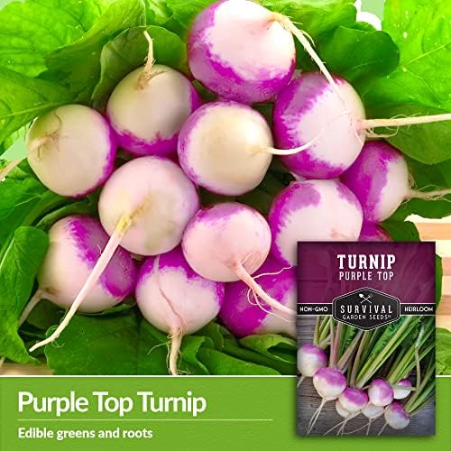 Purple Top Turnip Seeds for Planting - 3 - Image 3