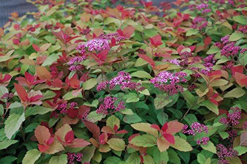 Proven Winners - Spiraea jap. Double Play Big Bang (Spirea) Shrub, large pink flw., #3 - Size Container - Image 3
