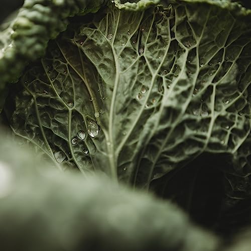 Savoy Perfection Cabbage - 100 Cabbage Seeds for Planting, Thresh Seed Co. - Image 4