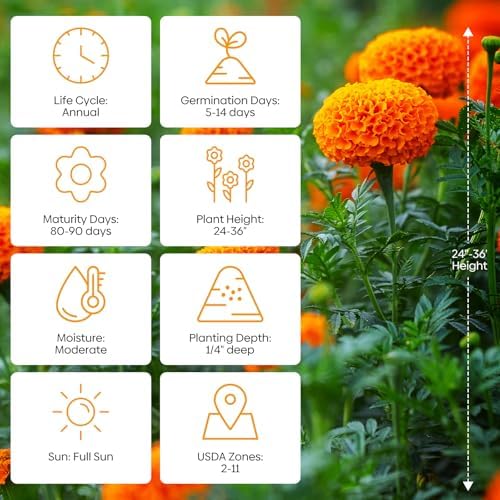 Groundio Marigold Seeds, 9500+ Crackerjack Marigold Flower Seeds, Non-GMO Heirloom Flower Seed in Mix Color for Planting Home and Garden-Wildflower African Marigold(Tagetes erecta) - Image 3
