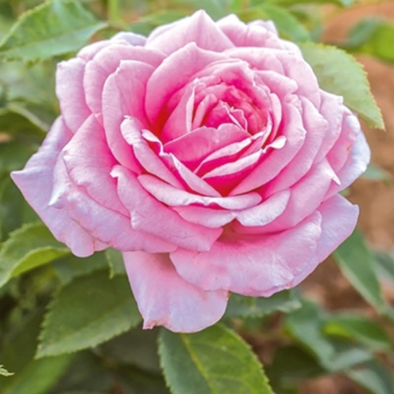 Pink Climbing Roses Live Plants, Fragrant Starter 5-9" Tall - Image 7