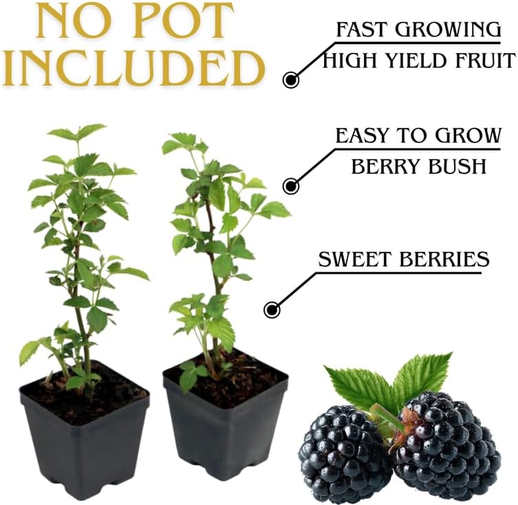 2 Random BlackBerry Plants Live for Planting, High Yielding, Sweet Juicy Berries for Your Garden, 4-6" in Tall, Cold Hardy, Dormant in Winter, No Pot - Image 2
