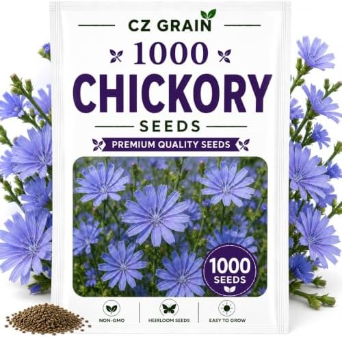 Garden Seeds for Planting, 1000 Chickory by CZGrain