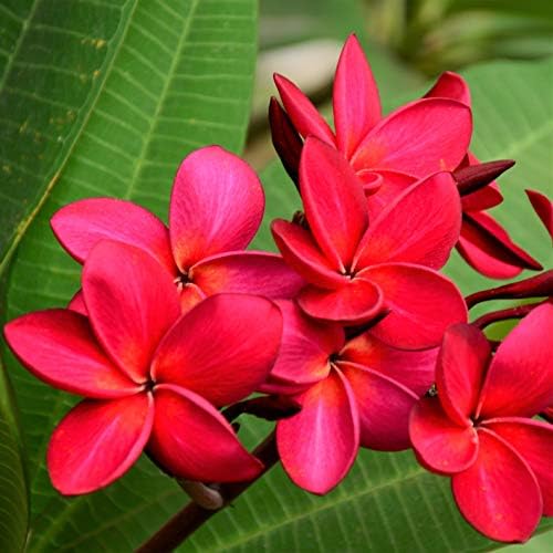 Hawaiian Red Plumeria Live Plant Cutting, Fragrant Tropical Flowering Tree by Discount+Hawaiian+Gifts