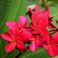 Hawaiian Red Plumeria Live Plant Cutting, Fragrant Tropical Flowering Tree by Discount+Hawaiian+Gifts