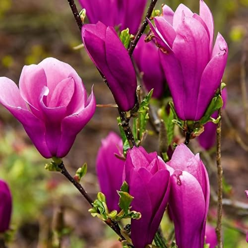 Jane Magnolia Shrub/Tree - 18-26" Tall Live Plant - 3 Gallon Pot - Image 5