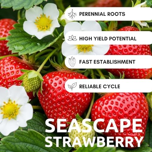 12 Seascape Strawberry Plants – Everbearing Strawberry Runners – Sweet, Large Red Berries – Cold Hardy, High Yield Strawberry Plants for Home Gardens (One Dozen Plants) - Image 6