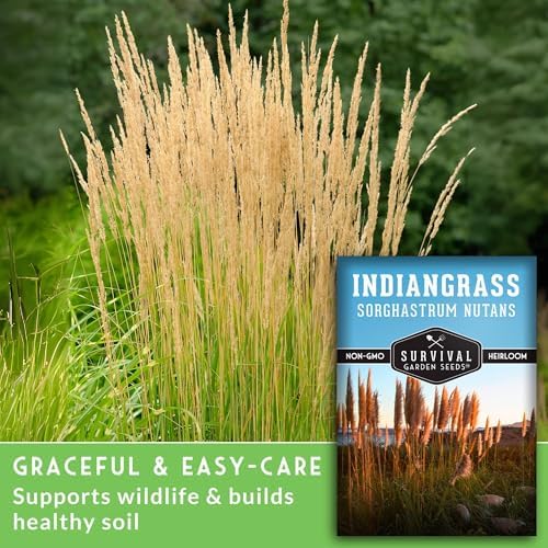 Indiangrass Seeds for Planting, Sorghastrum nutans - 3 Packs - Image 3