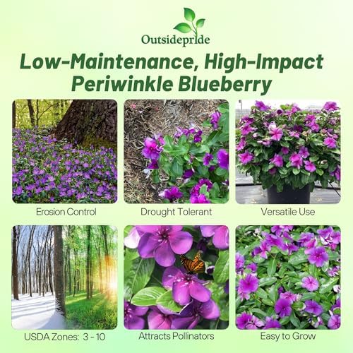 Outsidepride Blueberry Periwinkle Seeds for Planting – 50 Pcs Annual, Fast-Blooming, Heat & Drought Tolerant Vinca Flower Seeds with Vibrant Colors Ideal for Gardens, Beds, Borders & Containers - Image 2