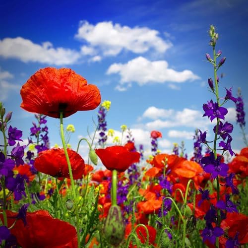 Eden Brothers Power Couple Flower Mixed Seeds for Planting, 1 lb, 480,000+ Seeds with Rocket Larkspur, Bupleurum | Attracts Pollinators, Plant in Spring or Fall, Zones 3, 4, 5, 6, 7, 8, 9, 10 by EdenBrothers