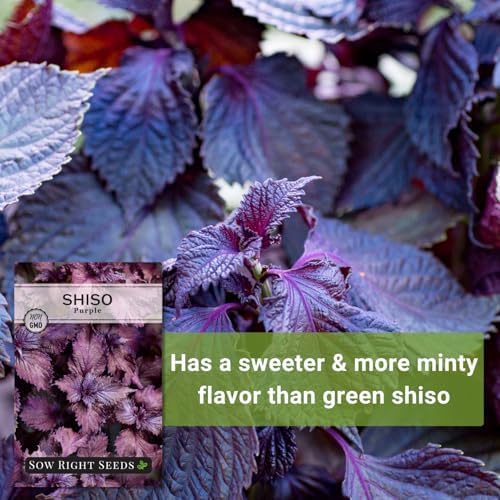 Sow Right Seeds - Purple Shiso Seeds for Planting Perilla Leaf Herb Garden - Image 5