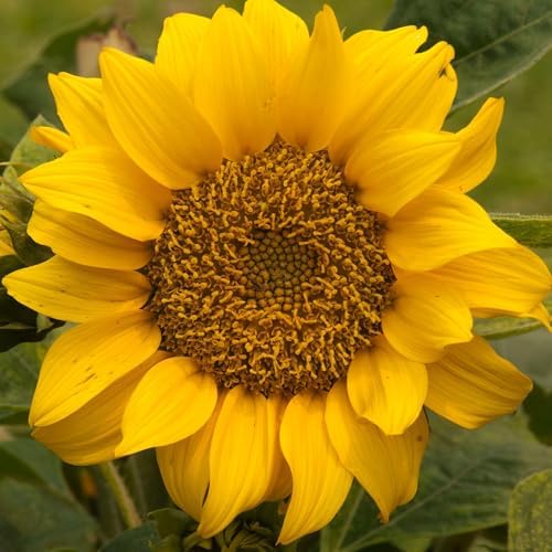 Seed Needs Dwarf Sunspot Sunflower Seeds to Plant Cut Flowers - 10 Packs - Image 2