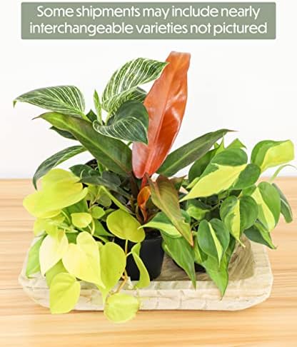 Philodendron Plant Live Houseplant 4PK, Air Purifying Plants, 4 in. Pots - Image 6