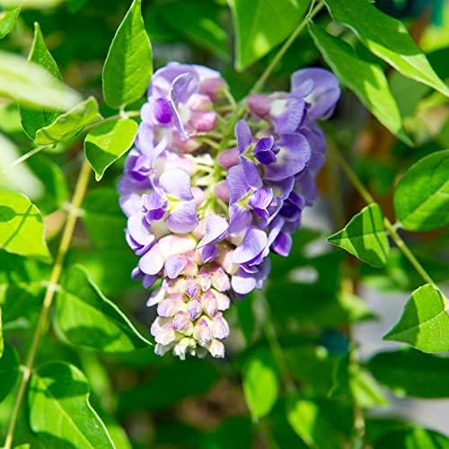 Perfect Plants Amethyst Falls Wisteria Live Plant, 1 Gallon, Vine - Image 5