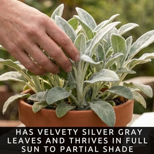 Lamb’s Ear ‘Silver Carpet’ Live Plant Start Plugs | Soft Silvery Foliage Perennial | Drought Tolerant Ground Cover | Deer Resistant Garden Plants | Hardy Outdoor Landscaping Plants (5 Plants) - Image 3