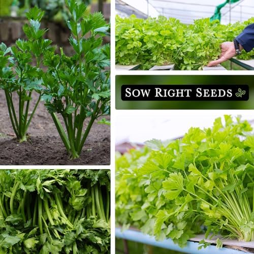 Sow Right Seeds - Chinese Celery Seed for Planting Outdoor Vegetable 4pk - Image 4