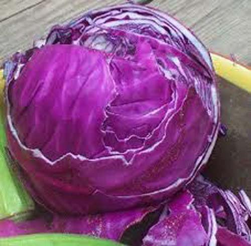 Cabbage Red Acre Great Heirloom Vegetable By Seed Kingdom Bulk 5 Lb Seeds by Seed+Kingdom