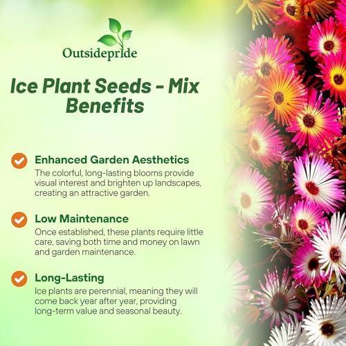 Outsidepride Mix Ice Plant Seeds - 10000 Pcs Perennial, Drought Tolerant Ground Cover Seeds for Planting Vibrant Trailing Blooms, Ideal for Sunny Gardens & Xeriscape Landscaping (Pack of 3) - Image 3