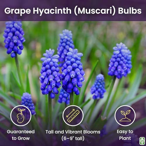 Grape Hyacinth Bulbs - 15 Muscari Armeniacum Bulbs for Planting - Grows 6-8" Tall - Flower Bulbs for Spring Planting - Indoor Forcing - Image 2
