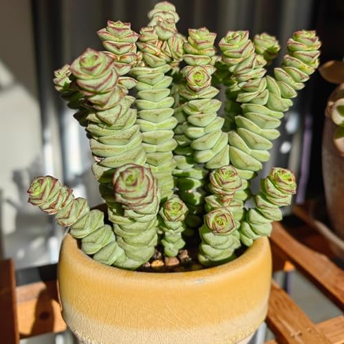 Sprout N Green 4" String of Buttons, Live Crassula 'Baby's Necklace' Trailing Succulent Rooted in Pot, Houseplant for Home Office Hanging Decoration, DIY Projects, Party Favor, Keep Away from Pets - Image 3