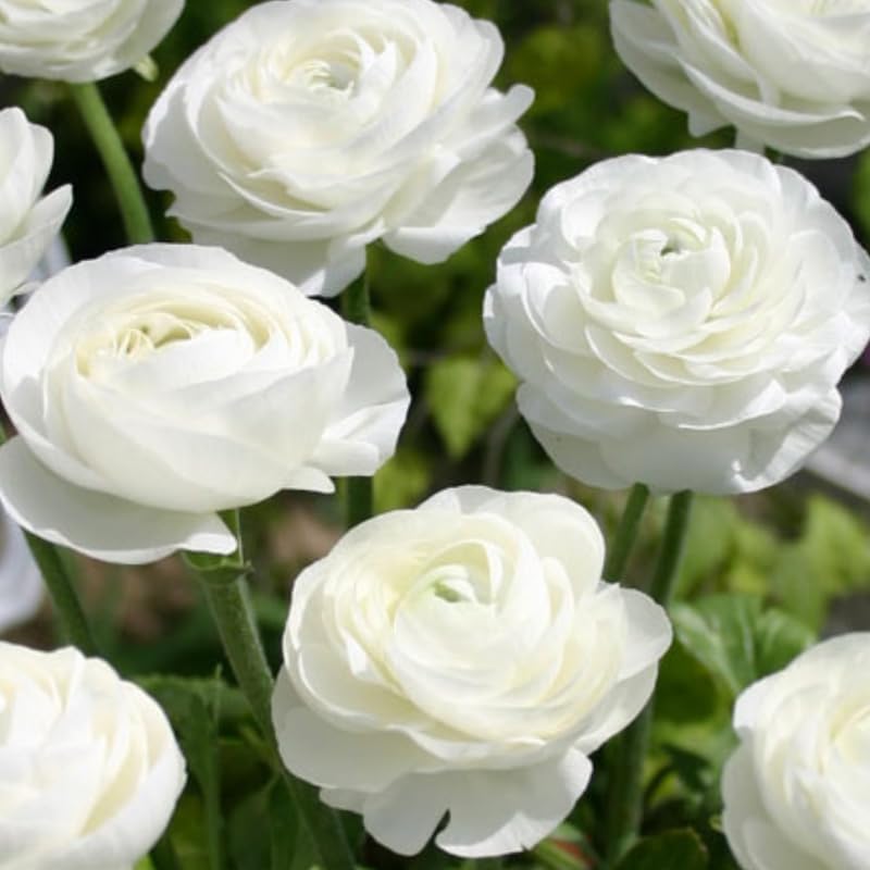 25 White Ranunculus Bulbs, Garden Flower Bulbs - Image 2