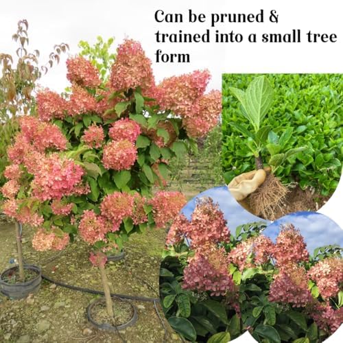 Hydrangea Bush Tree Plants Live, 5-9" Tall, No Pot, Dormant in Winter, Change Color Perennial Planting Indoor Outdoor, Long Lasting Blooms Flower (Can Trim as Tree, Pink White) - Image 2