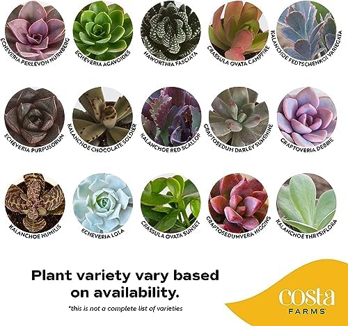 Costa Farms Succulents, Live Indoor Plant, Easy Care, Home Decor - Image 3