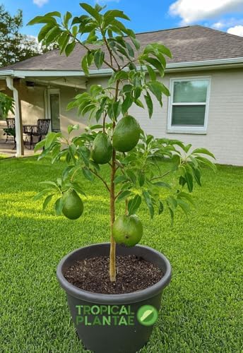 HASS Avocado Tree - Live Big Fruit Tree 12"-24" Tropical Plantae - Image 6