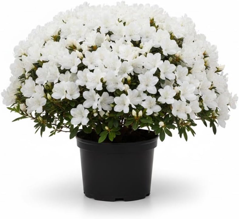 White Azalea Plant in 4" Pot, 8-10" Tall, Azalea Bush Rhododendron by Unknown