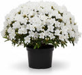 White Azalea Plant in 4" Pot, 8-10" Tall, Azalea Bush Rhododendron by Unknown