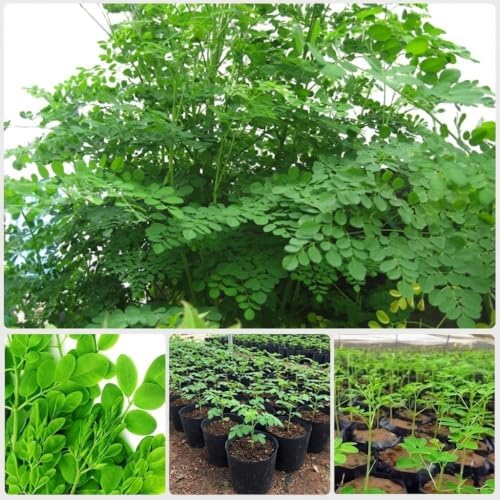 2 Large Moringa Tree Plants,12-20 Inc Tall, Oleifera Moringa Drumstick Tree by AVERAR
